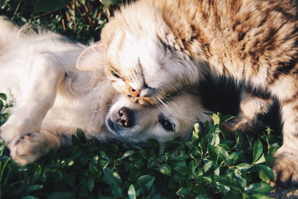 Você tem um pet em casa? O CadÚnico vai te ajudar a cuidar dele!