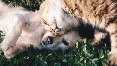Você tem um pet em casa? O CadÚnico vai te ajudar a cuidar dele!