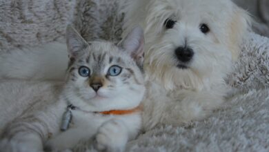 Se você tem animais de estimação, a notícia é boa: o CadÚnico também vai atendê-los.