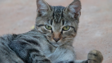 CadÚnico garante grana extra para grupo seleto de brasileiros que cuidam de cães e gatos