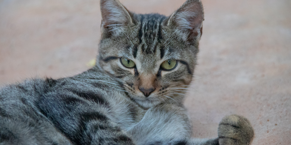 CadÚnico garante grana extra para grupo seleto de brasileiros que cuidam de cães e gatos
