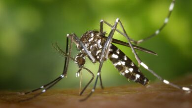 Se você está com suspeita de dengue, veja como funcionam os novos testes rápidos.