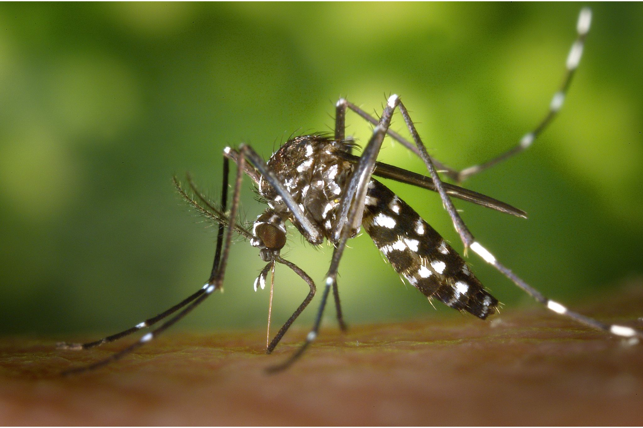Se você está com suspeita de dengue, veja como funcionam os novos testes rápidos.