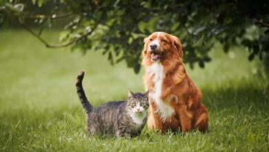 Se você tem animais de estimação, pode ter que fazer um RG para eles.