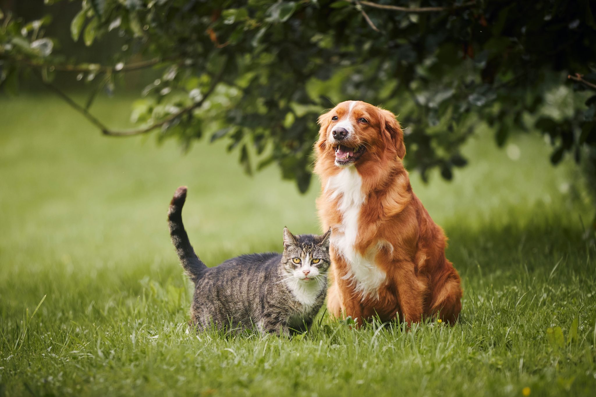 Se você tem animais de estimação, pode ter que fazer um RG para eles.