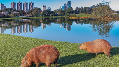 Quem tem entre 30 e 50 anos já está arrumando as malas para se mudar para essa cidade