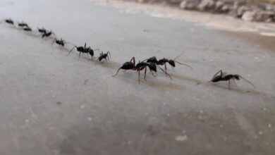 A forma mais barata, gastando menos de R$ 20 para afastar moscas e formigas sem veneno