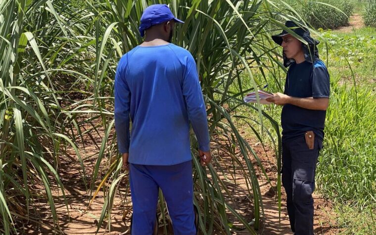 Fiscais resgatam 479 pessoas em situação análoga à escravidão em agosto