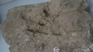 Pegadas em sequência mostram pela primeira vez um T. rex adulto caminhando